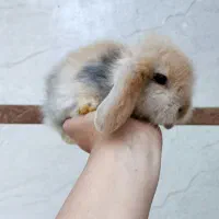 خرگوش لوپ پوزه فلت.چشم آبی. ۴۵ روزه