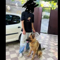 واگذاری ژرمن خط خونی بالا