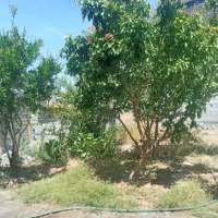 خرید چوب باغی سیب بادام زردآلو هلو