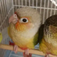 جوجه گرینچیک تازه دونخور/آناناسی