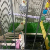 عروس هلندی|پرنده|هشتگرد, شهرک بوستان|دیوار