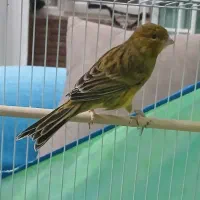 قناری|پرنده|پرند, فاز ۲|دیوار