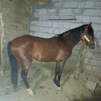 اسب نریان کرد سه ساله