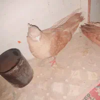 یع جفت صرب|پرنده|هندیجان, |دیوار