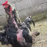 خروس نسل بی دم