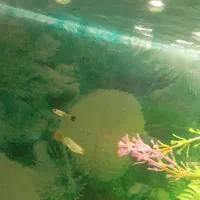 ماهی گوپی معاوضه هم میکنم