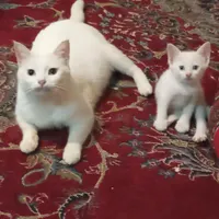 گربه گم شده کوچه ۳میثم جنوبی|حیوانات|شیراز, پشم شیشه|دیوار