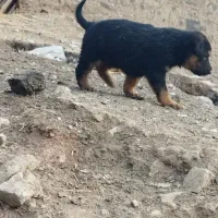 توله میکس ژرمن|سگ|کرمانشاه, |دیوار