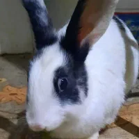دوتا خرگوش سفید و سیاه و سفید ماده بالغ|موش و خرگوش|محمدشهر, کوی بهار|دیوار