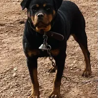 سگ روتوایلر ماده ۲ ساله