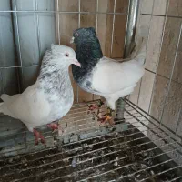 کبوترکله الماسی سبز هفت رنگ شامی برفی پولکی یهودی