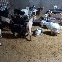 سلام دوستان عزیز چند راس بز نزدیک زا هستن