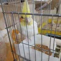 یک جفت عروس هلندی نر و ماده دستی