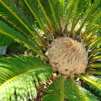 سیکاس|گل و گیاه طبیعی|چابکسر, |دیوار