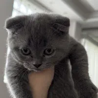 گربه اسکاتیش فولد