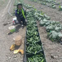 خیار گنبد نوع بذر اورکا از بهترین بذرها
