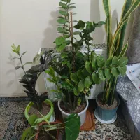 گل‌های آپارتمانی ۱۳۰۰۰۰۰