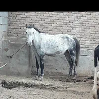 اسب قزل