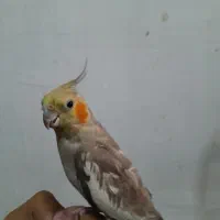 عروس هلندی