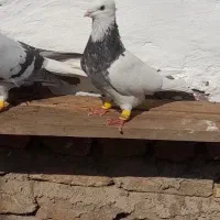 کفتر