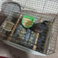 مینا نر بالغ