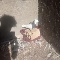 پرنده|پرنده|شوشتر, |دیوار