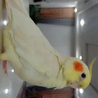 گمشده