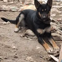 سگ ماده میکس دوبرمن