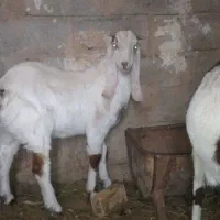 نر بزغاله گلابی