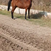 اسب دوساله خام