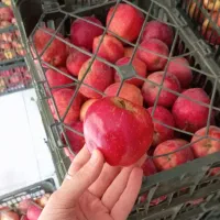 سیب تاره شهرستان ابدار خوش مزه|خوردنی و آشامیدنی|قم, سید معصوم|دیوار