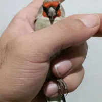 سهره گل درشت مست بخون