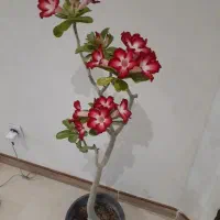 یه درخچه فوق لوکس سومالنس