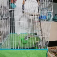 عروس هلندی سخنگو|پرنده|لنجان, |دیوار