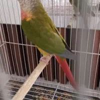 گرینچیک نر بالغ