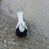 طوقی واکسی|پرنده|دره شهر, |دیوار