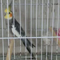 عروس هلندی نر مست سینامون ، ابلغ لوتینو، ماده ابلغ