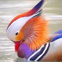 جوجه ماندارین ۲۵ روزه