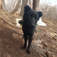 سگ gomsode|سگ|شیراز, میرزاکوچک خان|دیوار