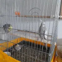 عروس هلندی|پرنده|قم, حاج خلیل|دیوار