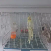 یک جفت عروس هلندی لوتینیو .جوان