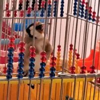 چند سهره کرمانی و سنندج|پرنده|خمینیشهر, |دیوار