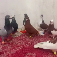 تعداد۸عددکفتر زدوخوردی د نه ۳۰۰حرج