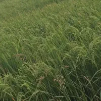 اجاره زمین کشاورزی