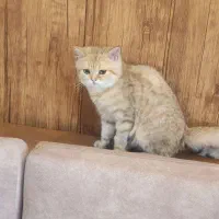 گربه گلد تبی