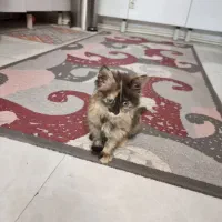 گربه پرشین|گربه|تهران, مختاری|دیوار