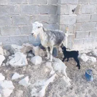 بزهاتازهزایدهجوانتمیز|حیوانات مزرعه|جم, |دیوار