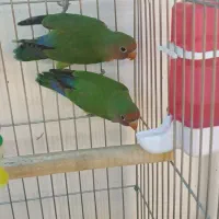 کوتوله برزیلی