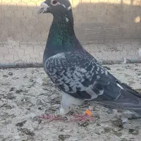 کبوتر پلاکی مسافتی وآلمانی وکارل میولمنز|پرنده|تفت, |دیوار