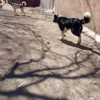 سلام سگ خوب برای نگهبانی میخوام